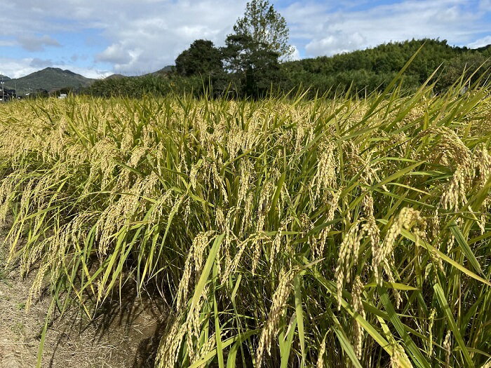 D030【ふるさと納税】あいお（秋穂）で育ったお米　にこまる　無洗米10kg