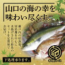 20位! 口コミ数「0件」評価「0」A024山口県漁協大海の海の幸セット（年4回コース）