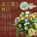 7位! 口コミ数「0件」評価「0」A059「花うるるのハンギング寄せ植え定期便〜ゴールドコース」【全6回】（半年〜1年間お届け）