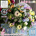 A031【ふるさと納税】花うるる 定期便 ハンギング 寄せ植え アレンジコース全6回 (サブスク ハンギングバスケット 母の日 春 夏 秋 冬 定期購入 ギフト...