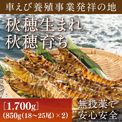 B056【ふるさと納税】旭水産活き車海老（あいおえび）1700g（850g（18～25尾）×2）【養殖】