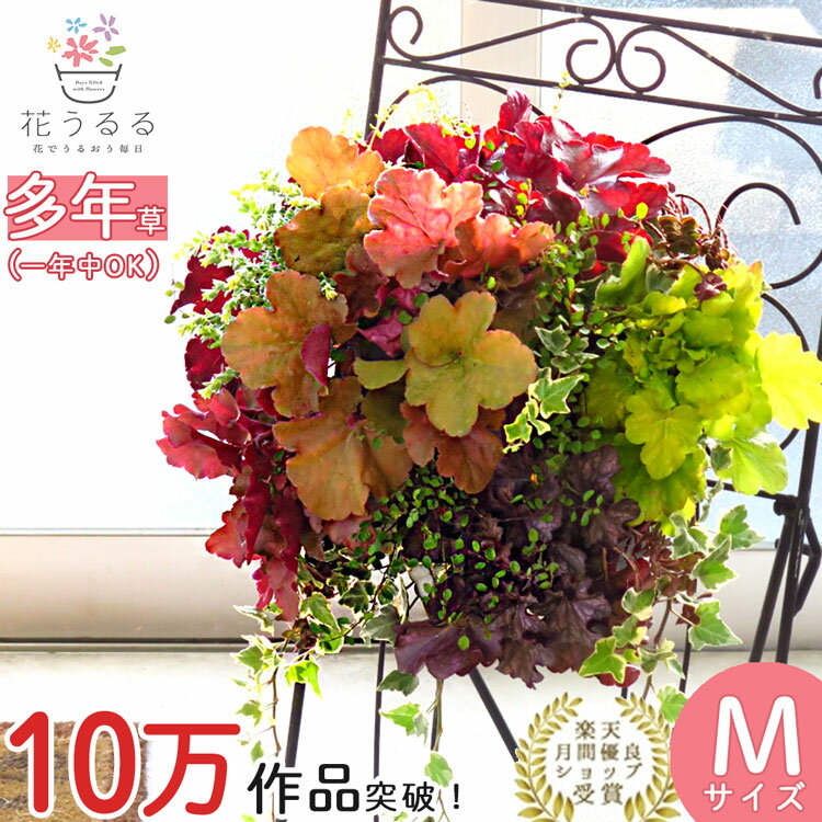 C052宿根草「ヒューケラの花うるるハンギング寄せ植え」Mサイズ