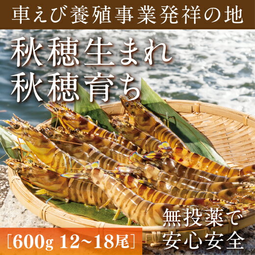 D036旭水産活き車海老（あいおえび）600g（12～18尾）【養殖】