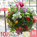 22位! 口コミ数「0件」評価「0」D086パンジー＆ビオラの花うるるハンギング寄せ植え「カシスオレンジ Mサイズ」