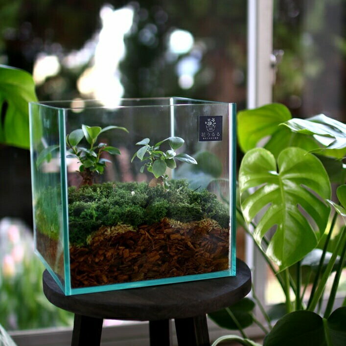 D011【ふるさと納税】 観葉植物 [テラリウム Mサイズ] (花うるる モダン インテリア ギフト プレゼント..
