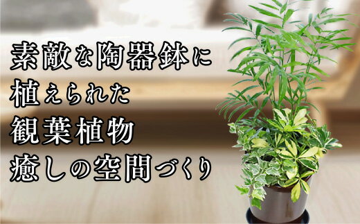D039季節の観葉植物寄せ植え 6号陶器鉢 選べる鉢色 室内園芸装飾マイスター岡部太郎氏監修