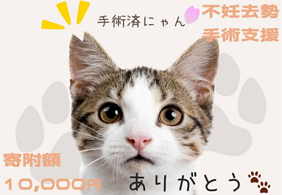 K012【ふるさと納税】 飼い主のいない猫の不妊去勢手術支援～不幸な命を増やさないために～　（返礼品..