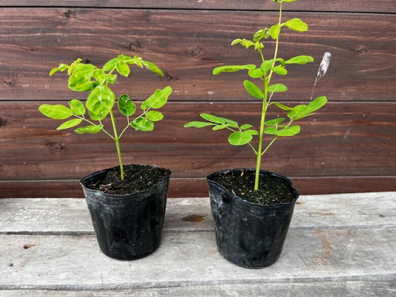[352047000888]植物 栽培 キット モリンガ 6セット入り ガーデニング キッチン菜園 お子様の自由研究にも!