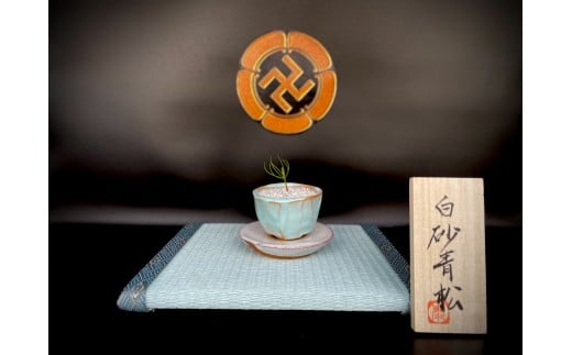 盆栽『白砂清松』 / 萩・松陰神社「黒松」 × 萩焼作家・岡田泰作「淡青釉」