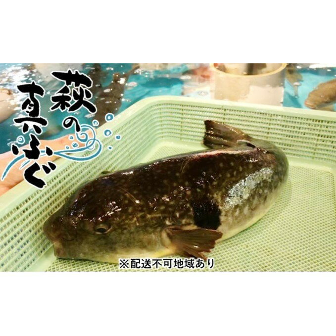 【ふるさと納税】萩の真 ふぐ ミガキ【冷蔵】※配送不可：離島　【魚貝類・フグ・ふぐ】　お届け：2022年2月1日〜2022年4月30日