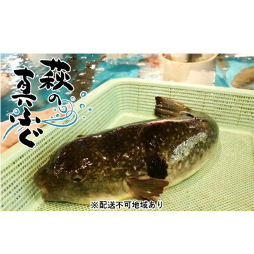 【ふるさと納税】萩の真 ふぐ ミガキ 3本入り【配達不可：離島】　【魚貝類・フグ・ふぐ】　お届け：2022年2月1日〜2022年4月30日