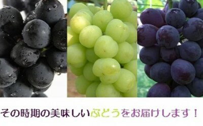 小川ぶどう セット (萩産) 500g　【果物・ぶどう・フルーツ・果物類・ブドウ・500g】　お届け：2024年8月下旬～9月下旬