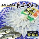 フグ刺し 【ふるさと納税】山口県産 真ふぐ 刺身 210g (70g×3皿)　【魚貝類・フグ・ふぐ・魚介類】　お届け：2023年3月下旬より配送