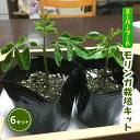 【ふるさと納税】植物 栽培 キット モリンガ 6セット入り ガーデニング キッチン菜園 お子様の自由研究にも！　【萩市】　お届け：2024年6月上旬～7月中旬