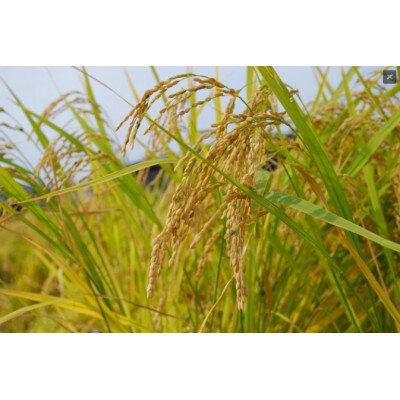 栽培期間中農薬不使用玄米 朝日 5kg