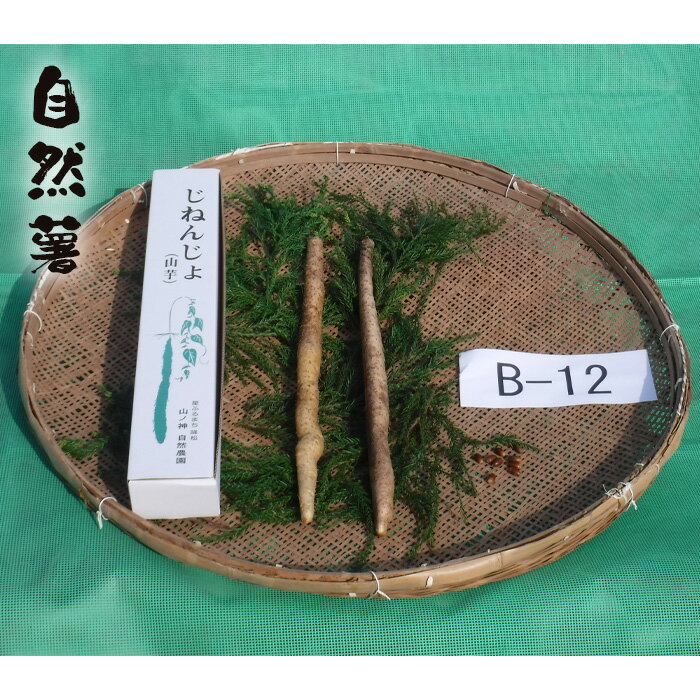 【ふるさと納税】No.176 自然薯　B-12 ／ 野菜 山芋 じねんじょ とろろ 送料無料 山口県