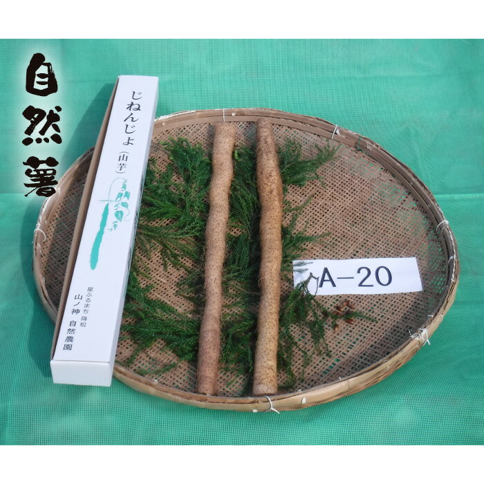 【ふるさと納税】No.179 自然薯　A-20 ／ 野菜 山芋 じねんじょ とろろ 送料無料 山口県