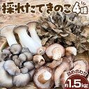 【ふるさと納税】No.208 採れたてきのこ4種詰め合わせセット 約1.5kg / キノコ 茸 新鮮 もぎたて 産地直送 安心安全 農薬不使用 中華料理 天ぷら 炊き込みご飯 鍋物 BBQ 菌床しいたけ エリンギ まいたけ ひらたけ 送料無料 山口県