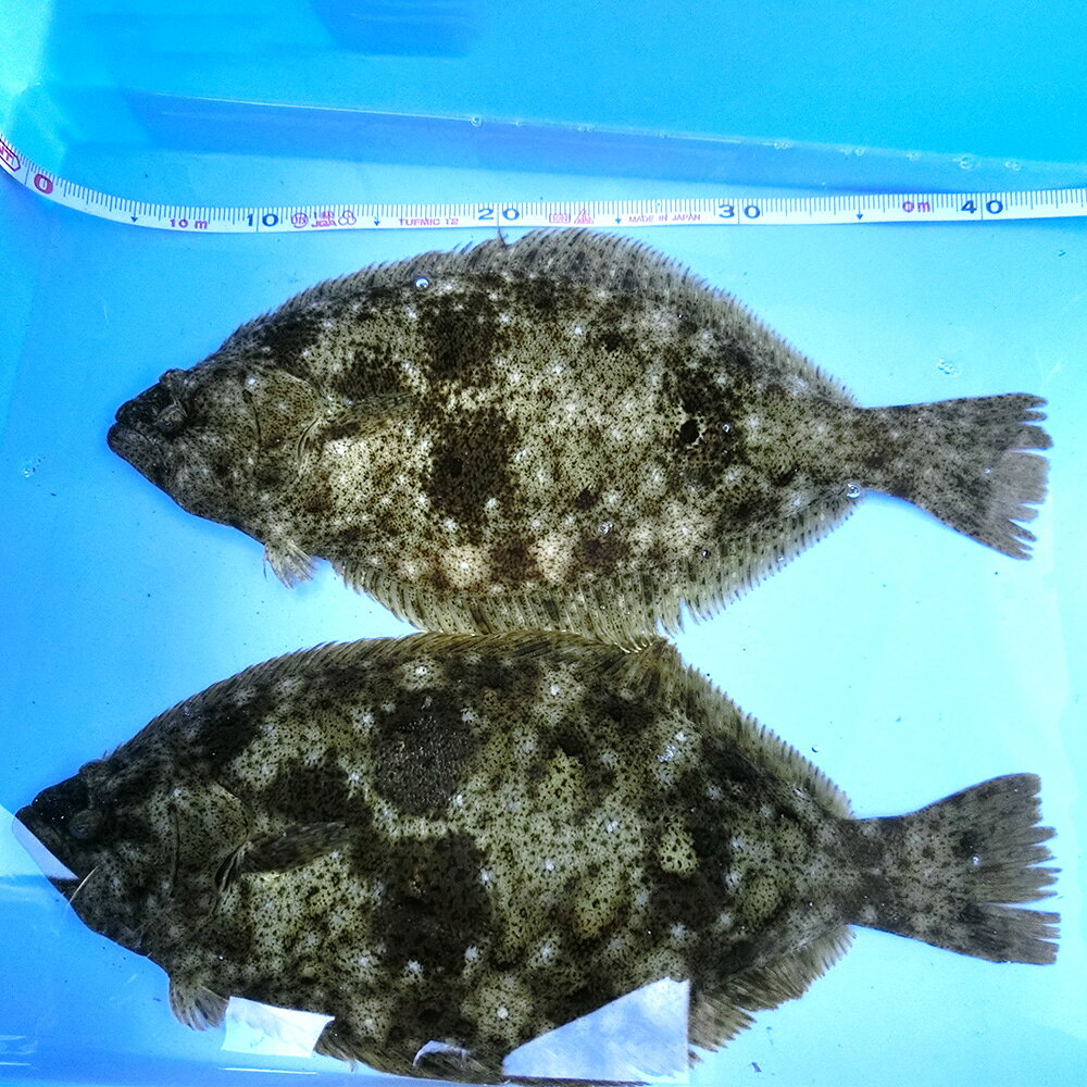 【ふるさと納税】 笠戸ひらめ ／ ひらめ ヒラメ 鮮魚 刺身用 笠戸ひらめ 魚 旬 魚介 下松 産地直送 旨み 食感 海の幸 お取り寄せ ごちそう グルメ 家庭料理 下松市ヒラメ 瀬戸内 新鮮 送料無料 山口県 No.003