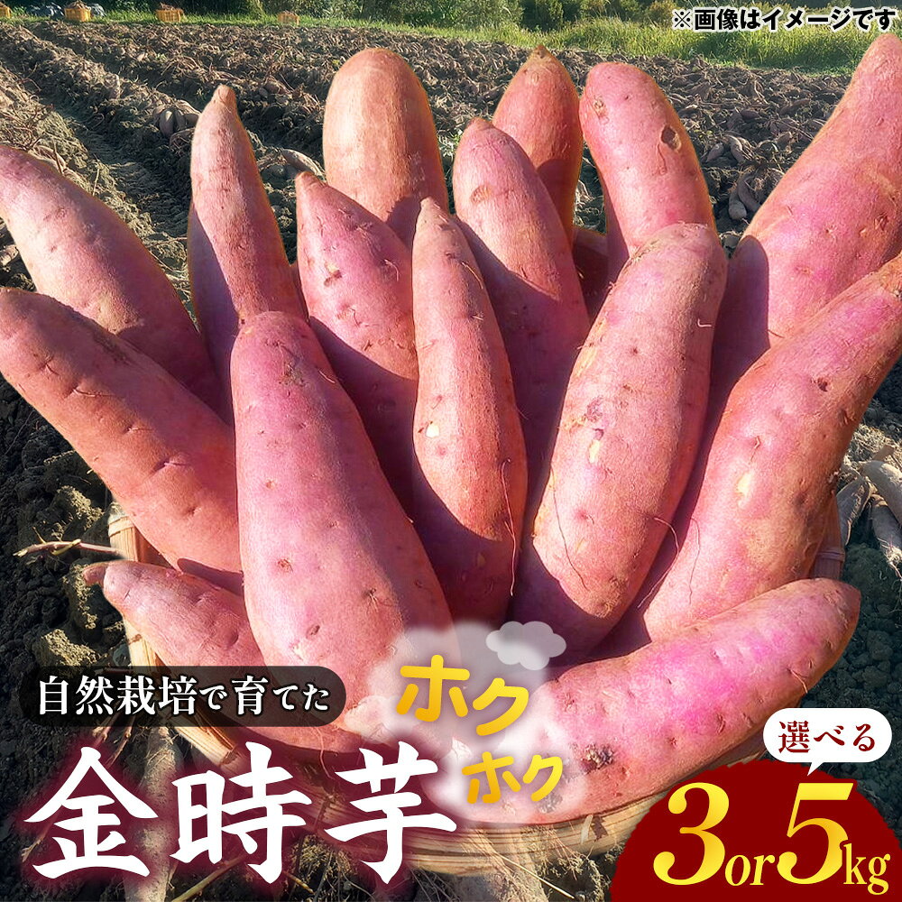  自然栽培で育てた ホクホク 金時芋　（約3kg/約5kg） ／ 自然栽培 金時芋 ホクホク 上品な甘み 農薬不使用 化学肥料不使用 さつまいも 焼き芋 天ぷら 煮物 スイートポテト ポタージュ サラダ 約5kg No.222