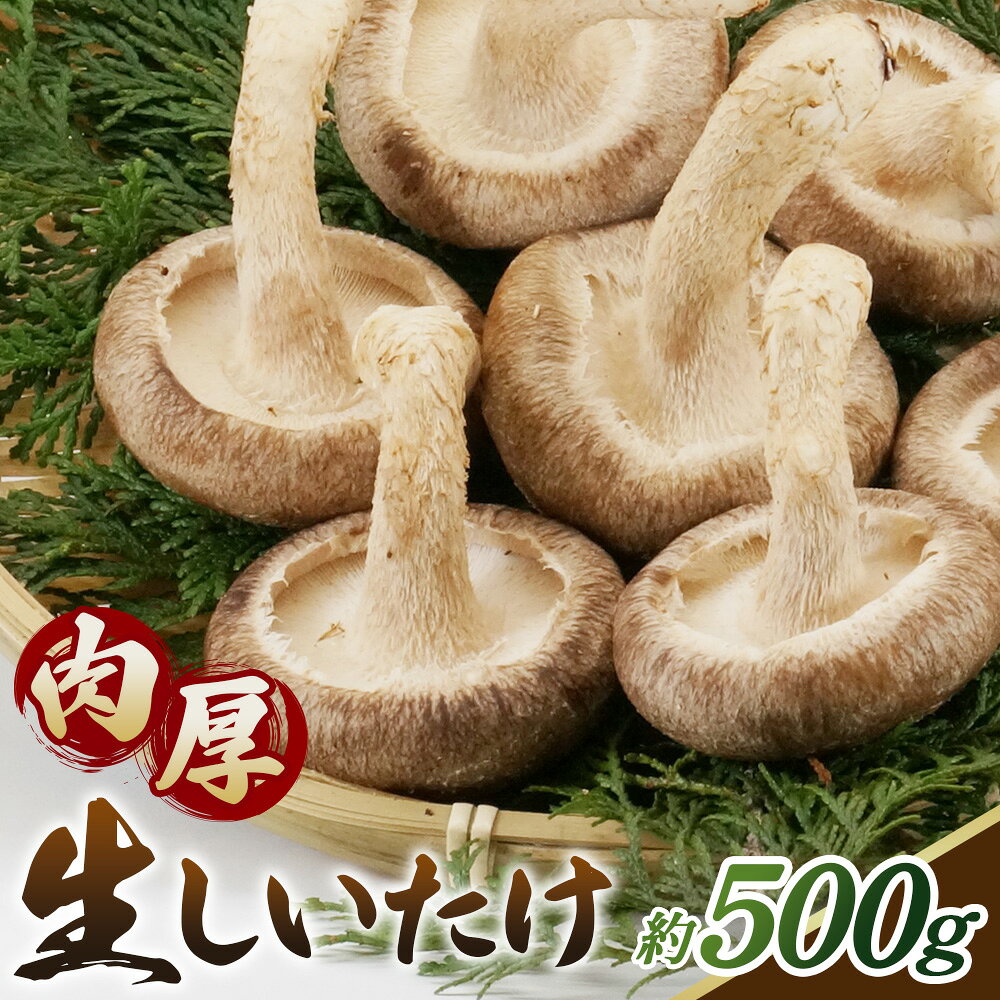しいたけ 500g[肉厚生しいたけ どんこ 12〜14個入り 500g] / しいたけ 生しいたけ 肉厚 どんこ 菌床栽培 農薬不使用 国産 野菜 新鮮 ぷりぷり 食感 旨み BBQ 鍋 天ぷら 肉詰め 炒め物 大容量 料理用 送料無料 山口県 No.232
