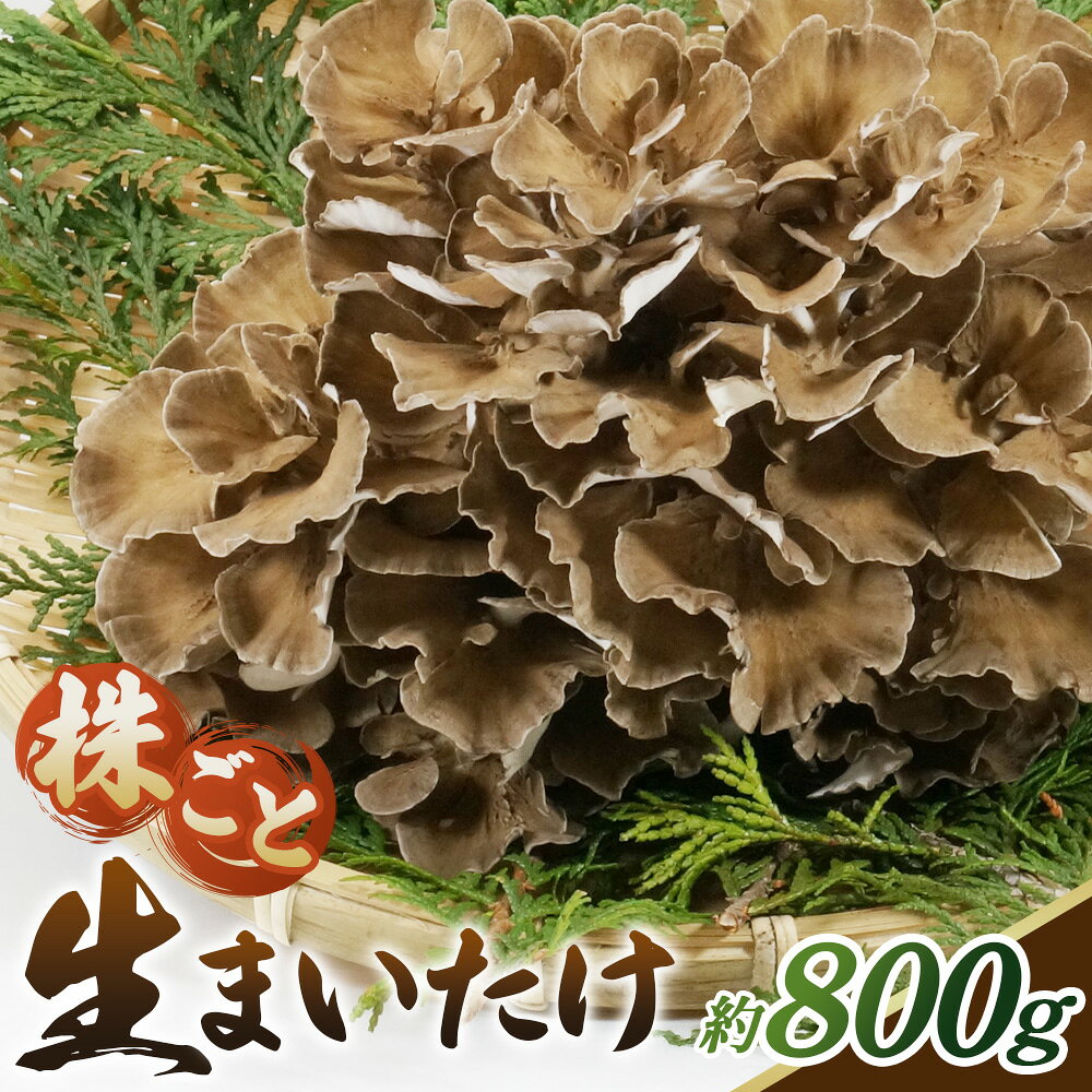 まいたけ 800g[株ごと生まいたけ 2〜3株 800g] / まいたけ 生まいたけ 舞茸 株まいたけ 株ごと 菌床栽培 農薬不使用 国産 野菜 新鮮 香り豊か シャキシャキ 歯ごたえ 天ぷら 炊き込みご飯 お吸い物 鍋 炒め物 大容量 送料無料 山口県 No.233