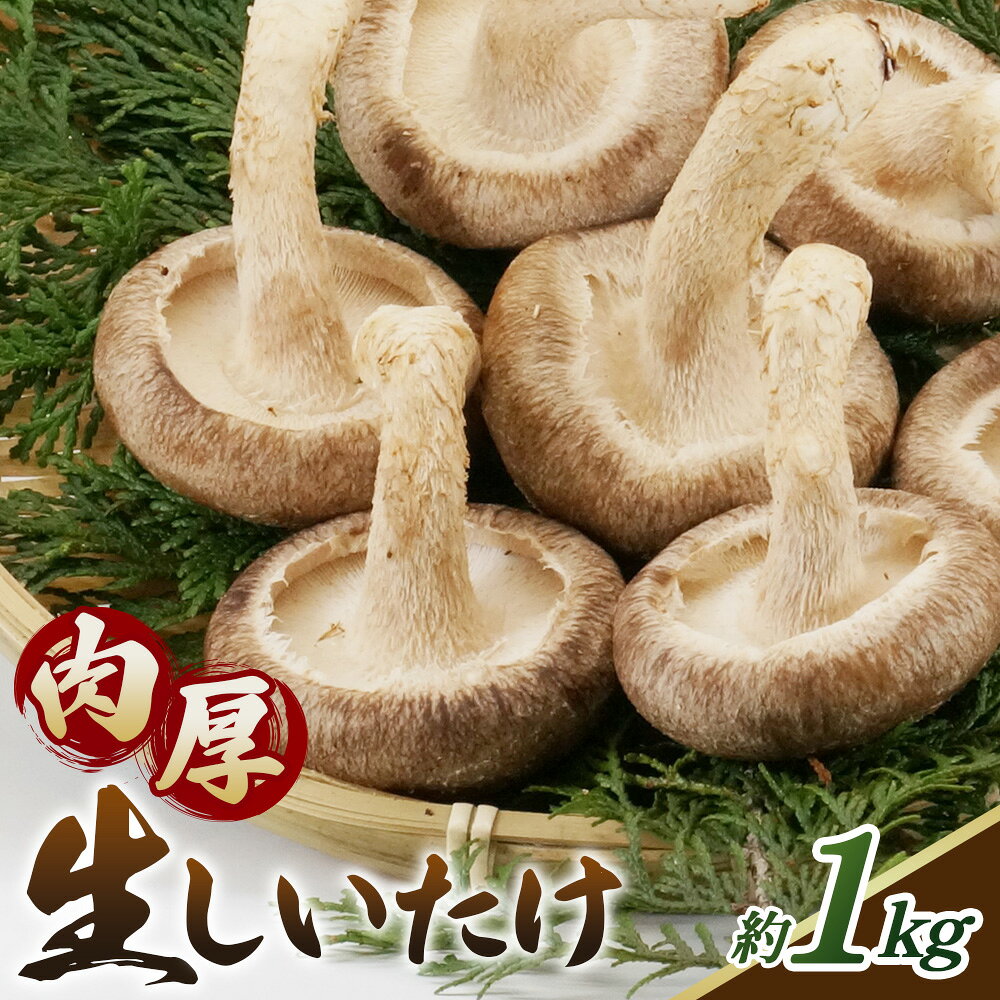 【ふるさと納税】 しいたけ 1kg＜肉厚生しいたけ どんこ 24～28個入り 1kg＞ ／ しいたけ 生しいたけ 肉厚 どんこ 菌床栽培 農薬不使用 国産 野菜 新鮮 ぷりぷり 食感 旨み BBQ 鍋 天ぷら 肉詰め 炒め物 大容量 料理用 送料無料 山口県 No.235