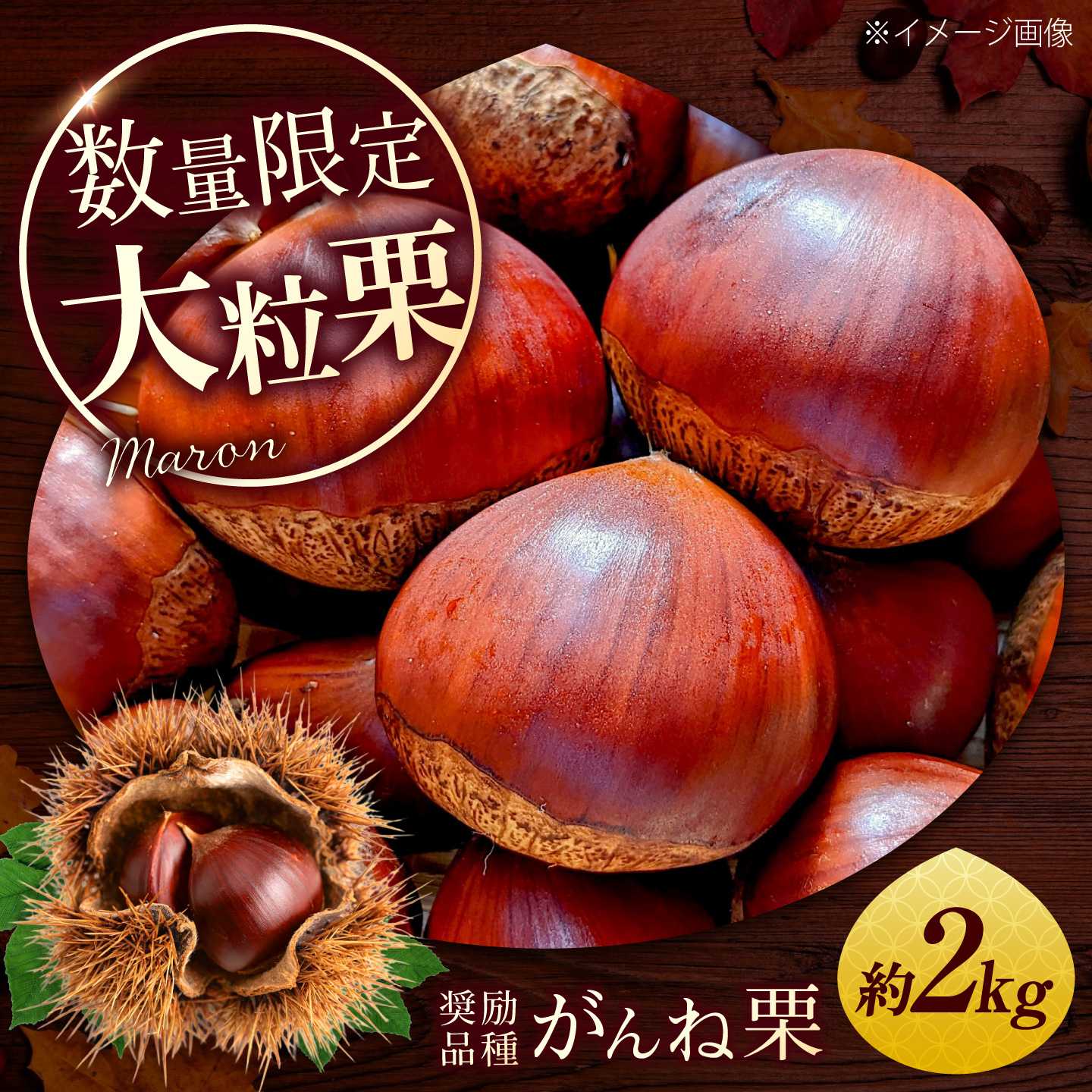 岸根栗 がんねぐり 約2kg / 栗 生栗 和栗 大粒 秋の味覚 栗ご飯 焼き栗 茹で栗 蒸し栗 渋皮煮 旬 秋 家族 お取り寄せ 料理 栗きんとん 甘露煮 おこわ 贈答 ギフト プレゼント 人気 おすすめ / 山口県岩国市/JA山口県岩国統括本部指導販売課[BUCF004]
