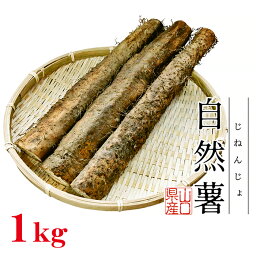 【ふるさと納税】Agrimottoの「自然薯」1kg