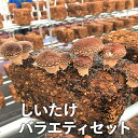 【ふるさと納税】山口県産しいたけ「ひよりちゃん」バラエティセット【ひよりの里】