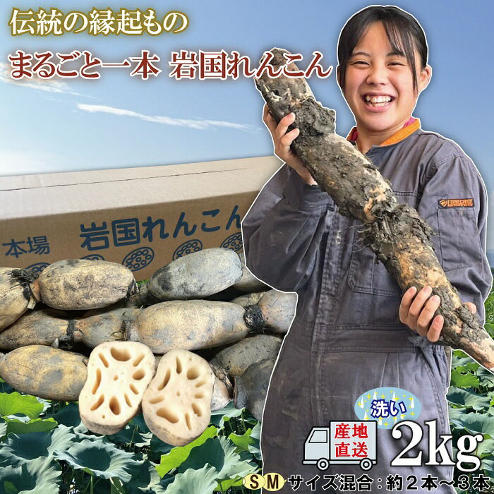 蓮根 レンコン 岩国蓮根 岩国れんこん 山口 2kg 2キロ 由美屋特選!岩国産れんこん(洗い)2kg[有限会社 由美屋]