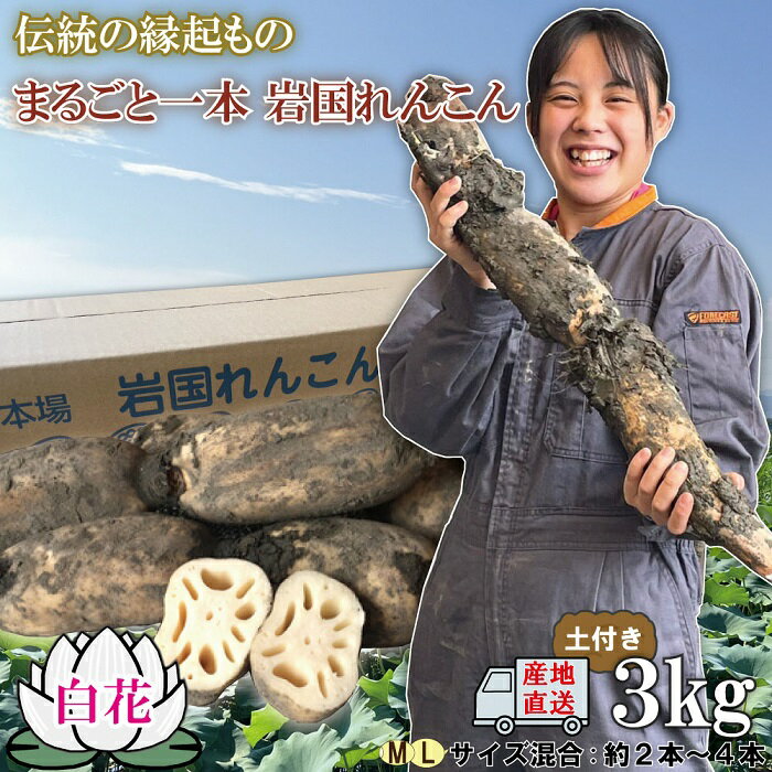 ڤդ뤵Ǽǡϡ󥳥ϡ󤳤󻳸ťդ3kgͳִ󤳤3kg(դ)ͭ²ͳ