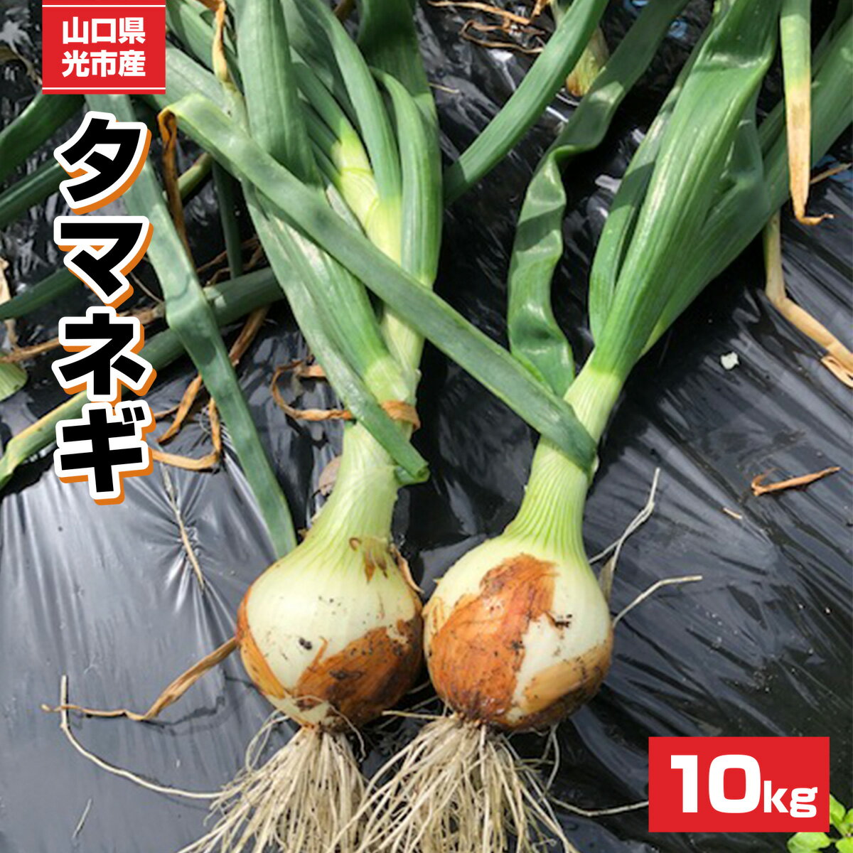 【ふるさと納税】タマネギ S～Mサイズ 10kg 送料無料 野菜 新玉ねぎ 大容量 常備野菜 オニオン 山口県産2024年4月から順次発送 BJ001