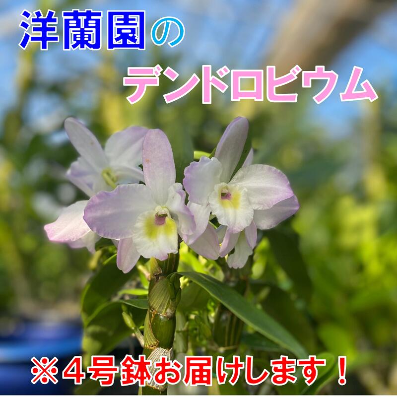 お花 フラワー 花 デンドロビウム 洋蘭園 4号鉢 お届け便 山口県 贈り物 ギフト イベント(1020)