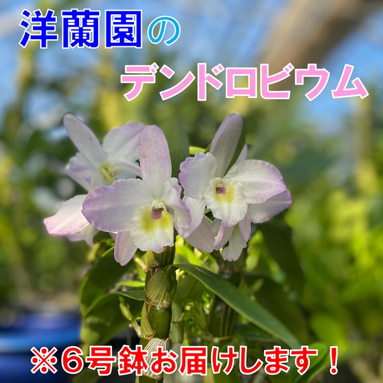 デンドロビウム 【ふるさと納税】お花 フラワー 花 デンドロビウム 洋蘭園 6号鉢 お届け便 山口県 贈り物 ギフト(1261)