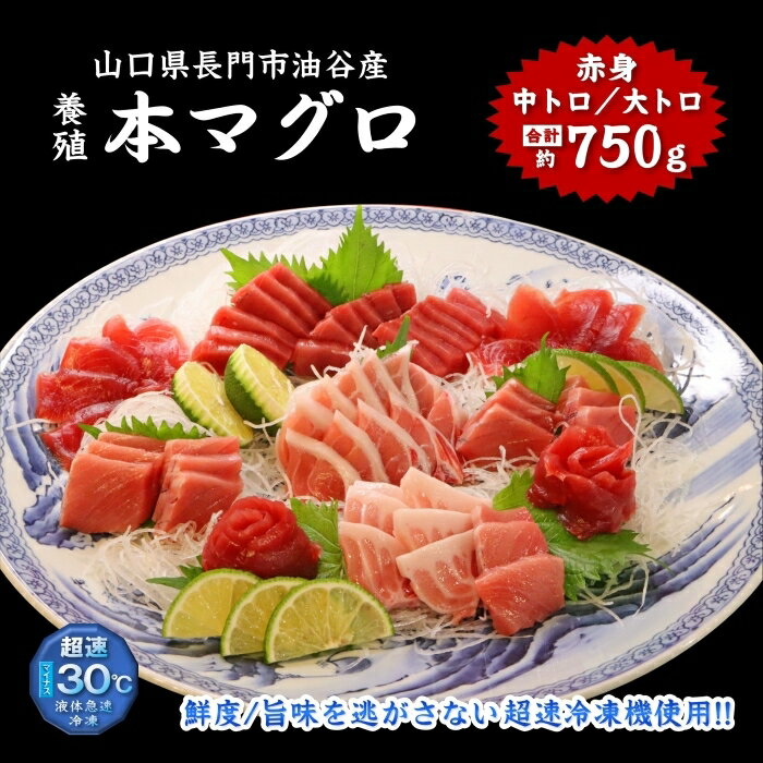油谷産養殖本マグロ 満喫セット(1346)