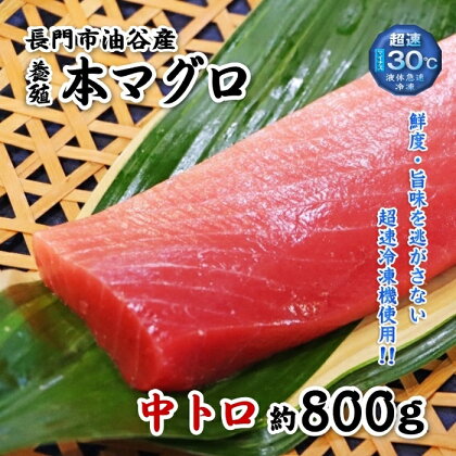 油谷産養殖本マグロ　中トロ柵 800g(1347)