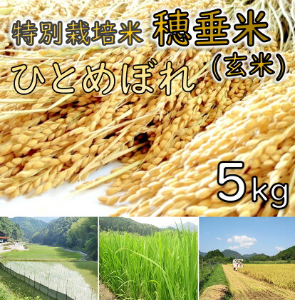 米　玄米　特別栽培米　穂垂米　「ひとめぼれ」　5kg　【令和5年産】(1027)