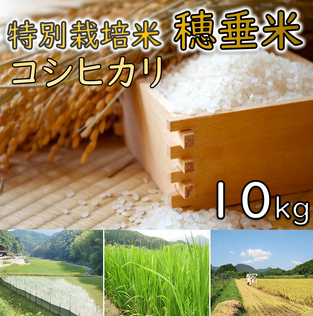 【ふるさと納税】米　精米　白米　特別栽培米　穂垂米　「コシヒ