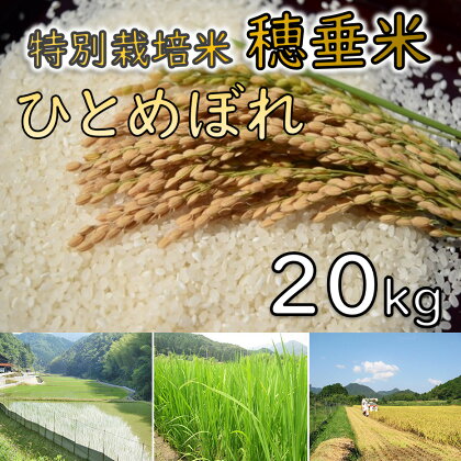 米　精米　白米　特別栽培米　穂垂米　「ひとめぼれ」　20kg　【令和5年産】(1402)