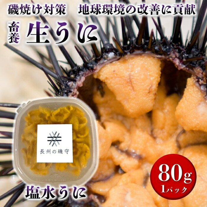 塩水ウニ 80g 生うに 雲丹 長門市 ムラサキウニ (12020) 塩水ウニ 80g 生うに 雲丹 長門市 ムラサキウニ (12020)
