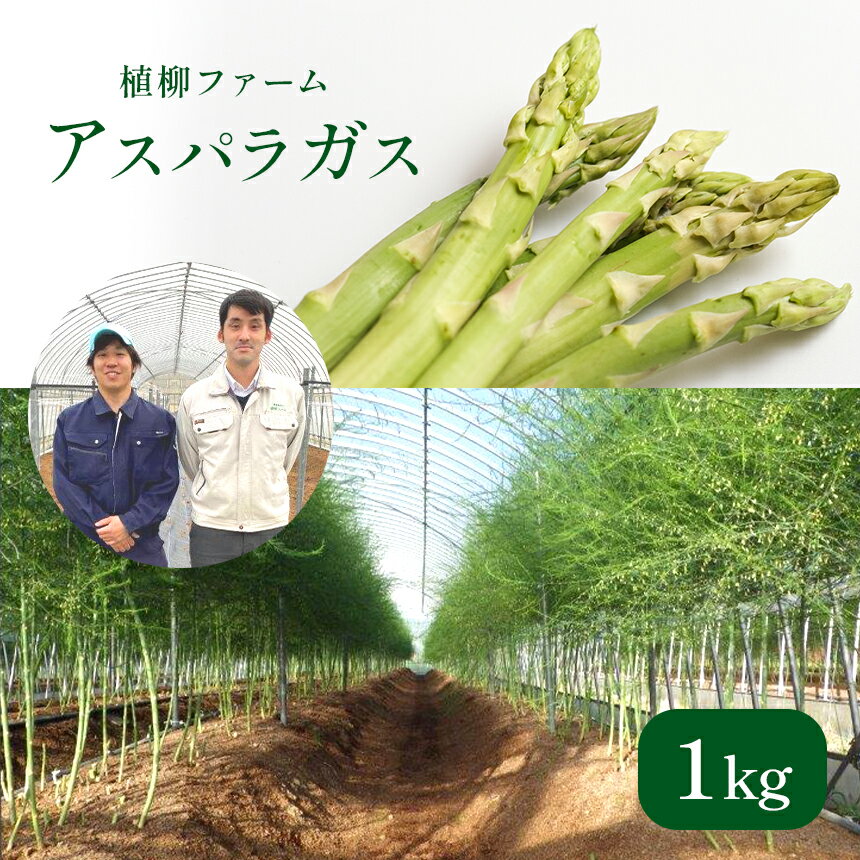 アスパラガス 1kg | アスパラ アスパラガス 野菜 山口 美祢 特産品 名産品 旬の野菜 野菜 1kg