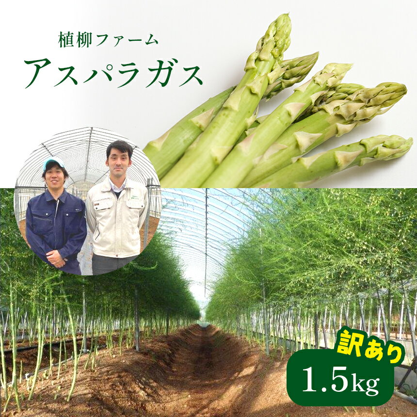 【ふるさと納税】アスパラガス 1.5kg ( 訳アリ品 ) | アスパラ アスパラガス 野菜 お得 不揃い 山口 美祢 特産品 名産品