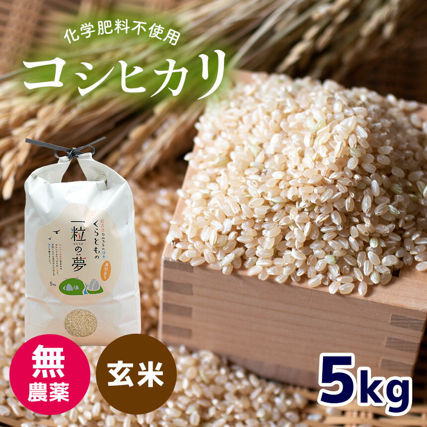 【ふるさと納税】 無農薬 ・ 化学肥料不使用 コシヒカリ(玄米) 5kg ＜発送期間：10月中旬以降＞ ｜ 有機農産物認証推進協会認定 玄米 お米 米 こしひかり 美祢市 山口県 秋芳 カルスト台地 湧き水 ミネラル 結び家 くらとも