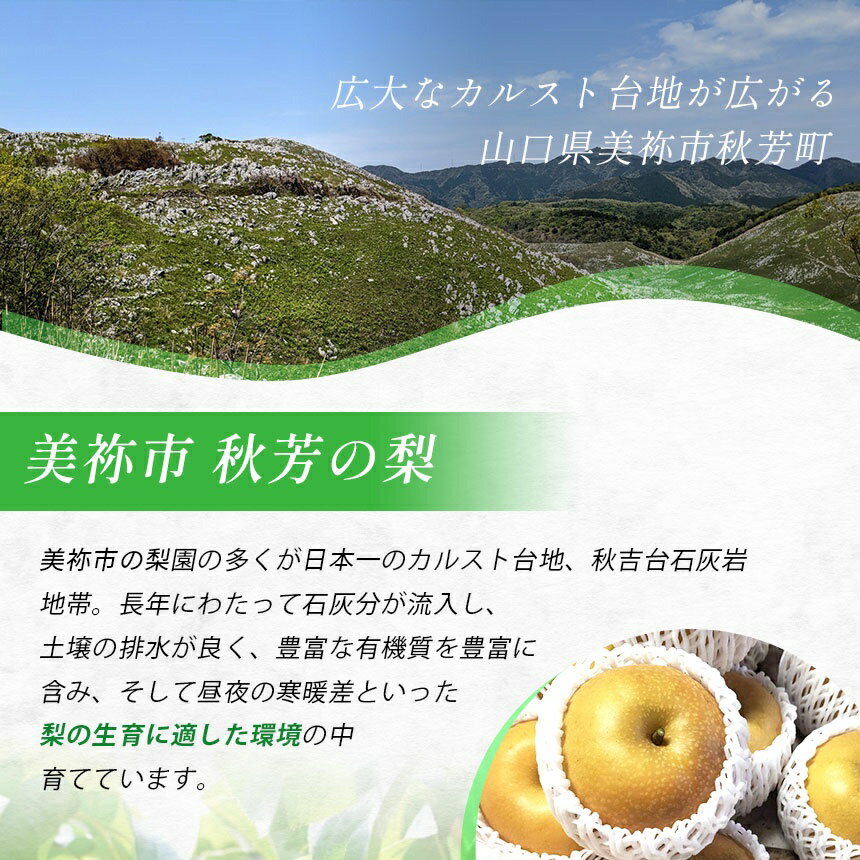 【ふるさと納税】 美祢市産 王秋梨 約 3kg 先行予約 〈2026年 11月中旬頃 〜 11月末発送予定〉｜ 王秋梨 なし 梨 フルーツ 特産品 美祢市 美祢 山口県 山口 秋芳町 秋芳 秋芳の梨 カルスト台地 先行予約