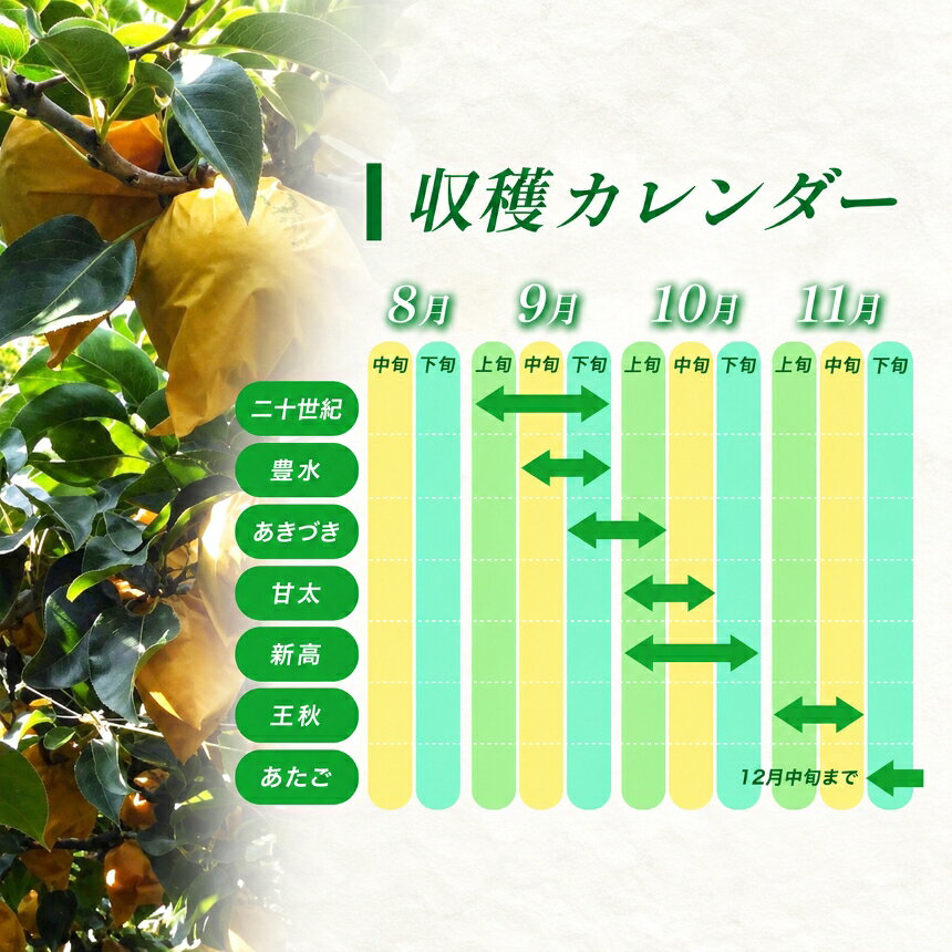 【ふるさと納税】 芳醇な香りと上品な甘さ 新高梨 約5kg ＜ 2026年10月中頃より順次発送 ＞ ｜ 梨 なし 新高梨 5kg 果物 果実 フルーツ 大きい 和梨 山口県 美祢市 美祢 特産品 期間限定 季節限定 先行予約 f352136-mine-10000119 山口県美祢市 サンプル画像3