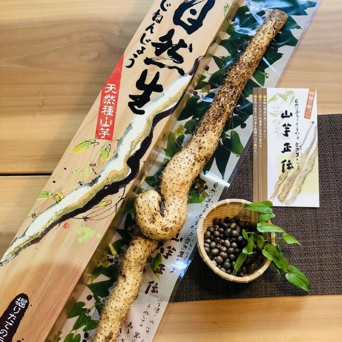 【ふるさと納税】【化粧箱】自然薯とむかごのセット　 | 楽天ふるさと 納税 山口県 周南市 山口 周南 取り寄せ お取り寄せグルメ お取り寄せ グルメ ご当地グルメ ご当地 セット 自然薯 芋 いも お芋 山芋 むかご じねんじょ