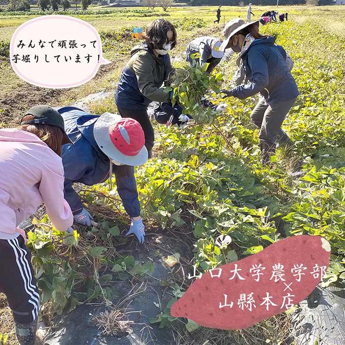 【ふるさと納税】◆山口大学実習応援！◆芋焼酎要助720ml　1本 | 山口県 周南市 山口 楽天ふるさと 納税 返礼品 酒 お酒 芋焼酎 焼酎 芋 いも焼酎 イモ アルコール イモ焼酎 お取り寄せ 紅芋 アルコール飲料 家飲み 25度 特産品 ご当地 晩酌 お礼の品 ワンストップ お土産