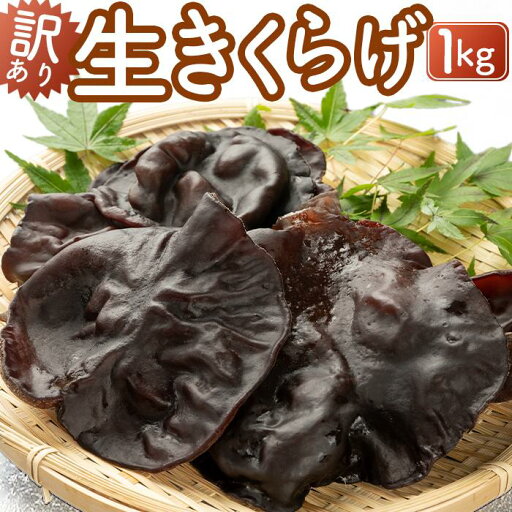 【ふるさと納税】(訳あり)生きくらげ1kg | 野菜 やさい きのこ きくらげ 食品 人気 おすすめ 送料無料 【ふるさと納税】(訳あり)生きくらげ1kg | 野菜 やさい きのこ きくらげ 食品 人気 おすすめ 送料無料