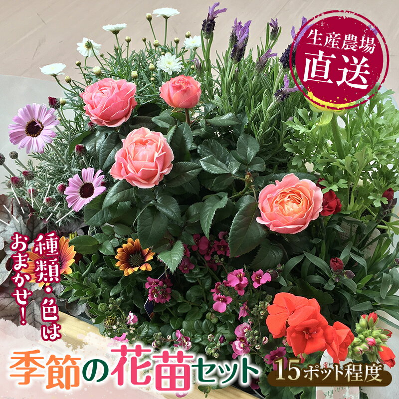 【ふるさと納税】生産農場直送！季節の花苗セット 10～15ポット 花苗 苗 セット 寄せ植え 花壇 ガーデ...